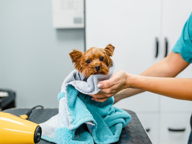 Dog Grooming Services in Hull